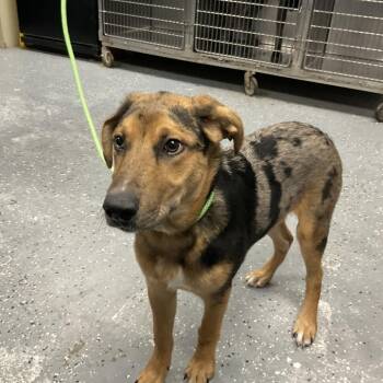 Sam Elliot(Trout) -  Catahoula Leopard Dog and Mixed Breed Dog for Adoption in Saint Joseph, Missouri - Sam Elliot(Trout) | PetCurious