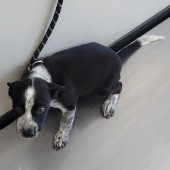 Mixed Breed Dogs Available for Adoption in Las Cruces, New Mexico - Bella | PetCurious