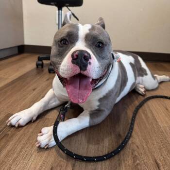 TYLER BURT -  American Bulldog Dog for Adoption in Lawton, Oklahoma - TYLER BURT | PetCurious