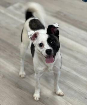 Kokomo -  Jack Russell Terrier and Pug Dog for Adoption in Jamestown, California - Kokomo | PetCurious