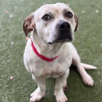 Funfetti -  Mixed Breed Dog for Adoption in Titusville, Florida - Funfetti | PetCurious