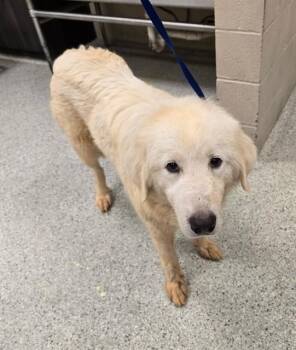 ZADIE -  Great Pyrenees and Mixed Breed Dog for Adoption in Conroe, Texas - ZADIE | PetCurious
