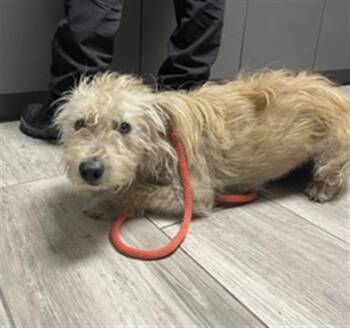 DONALD -  Terrier and Mixed Breed Dog for Adoption in Redlands, California - DONALD | PetCurious