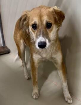 Rey - URGENT -  Shepherd Dog for Adoption in Thousand Oaks, California - Rey - URGENT | PetCurious