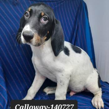 Calloway -  Hound Dog for Adoption in New Tazewell, Tennessee - Calloway | PetCurious