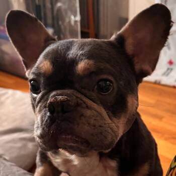 French Bulldog Dogs Available for Adoption in Chicago, Illinois - Hoagie ~ Coming Soon!!! | PetCurious