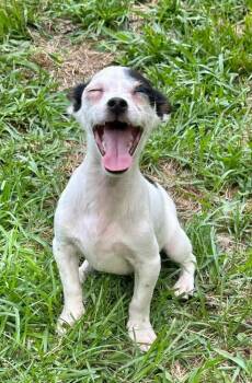Riley Green -  Mixed Breed Dog Available for Adoption in Groveland, Massachusetts - Riley Green | PetCurious