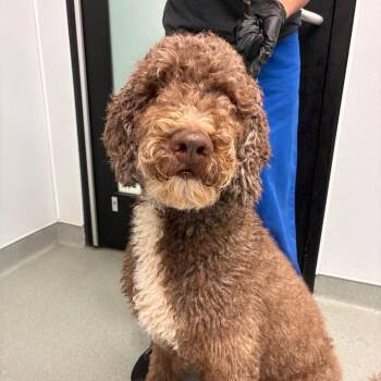 Moss -  Standard Poodle Dog for Adoption in Abilene, Texas - Moss | PetCurious