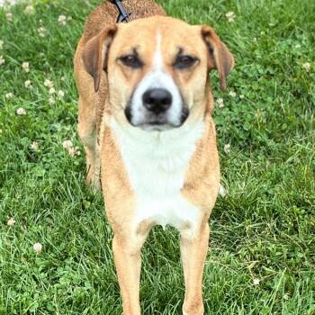 Littlefoot -  Black Mouth Cur and Australian Cattle Dog Blue Heeler Dog for Adoption in South Elgin, Illinois - Littlefoot | PetCurious