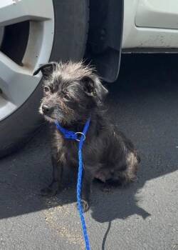 Rosita -  Terrier Dog for Adoption in Montgomery, New Jersey - Rosita | PetCurious