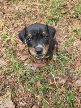 Australian Shepherd Dogs Available for Adoption in Welling, Oklahoma - Nadja | PetCurious