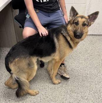 Rex -  German Shepherd Dog and Mixed Breed Dog for Adoption in Kansas City, Missouri - Rex | PetCurious