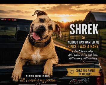 Shrek -  Presa Canario Dog for Adoption in Cumming, Georgia - Shrek | PetCurious