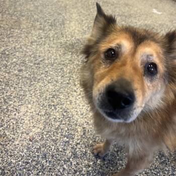 Emilia -  Mixed Breed Dog for Adoption in Fairport, New York - Emilia | PetCurious