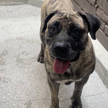 Minnie -  Mastiff and Mixed Breed Dog for Adoption in Loxahatchee Groves, Florida - Minnie | PetCurious