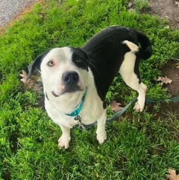 Debarkus -  Labrador Retriever Dog for Adoption in Williston, Vermont - Debarkus | PetCurious