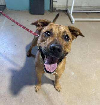 Pit Bull Terrier and Shepherd Dogs Available for Adoption in Germantown, Ohio - Pogo | PetCurious