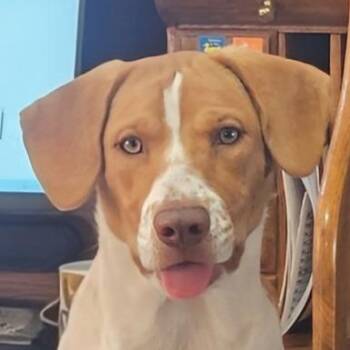 Hannah -  Beagle and Harrier Dog for Adoption in Corpus Christi, Texas - Hannah | PetCurious