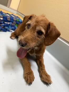 John -  Terrier Dog for Adoption in Upper Sandusky, Ohio - John | PetCurious
