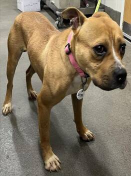 Rescue Terrier Dogs for Adoption - SWEETIE | PetCurious