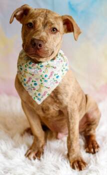 Rescue Terrier Dogs for Adoption in Greenville, South Carolina - Nitro | PetCurious