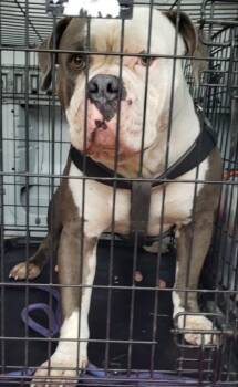 Rescue American Bulldog and Mixed Breed Dogs for Adoption in West Memphis, Arkansas - Conlee | PetCurious