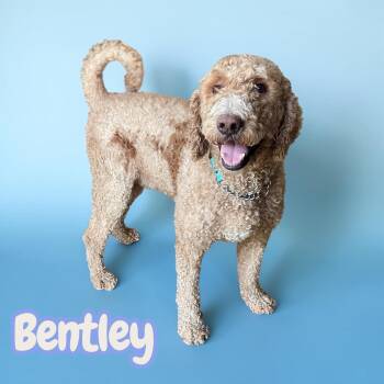 Bentley - BIG doodle - dog friendly, older kids preferred -  Labradoodle and Goldendoodle Dog for Adoption in Chuckey, Tennessee - Bentley - BIG Doodle - Dog Friendly, Older Kids Preferred | PetCurious