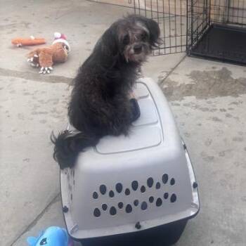 McCaul -  Mixed Breed Dog for Adoption in Freeport, Florida - McCaul | PetCurious