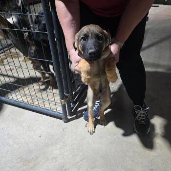 German Shepherd Dog Dogs Available for Adoption in Hinesville, Georgia - Fudge | PetCurious