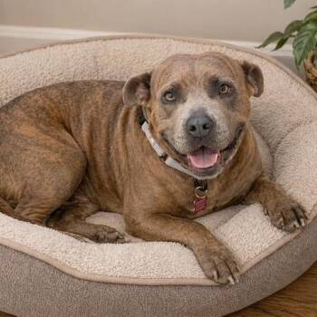 Pit Bull Terrier and Terrier Dogs Available for Adoption in Houston, Texas - Nala, The BEST Girl! Loving, Loyal, Snuggles, Kisses, Great W/pe | PetCurious