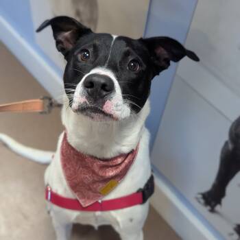 Rescue Mixed Breed Dogs for Adoption in Hendersonville, North Carolina - Hootie | PetCurious