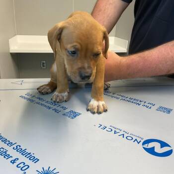 Larry -  Mixed Breed Dog for Adoption in Saint Joseph, Missouri - Larry | PetCurious
