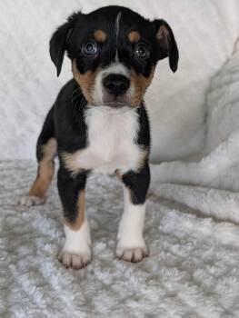 Tanner Tangerine -  Shepherd and Labrador Retriever Dog for Adoption in Baton Rouge, Louisiana - Tanner Tangerine | PetCurious