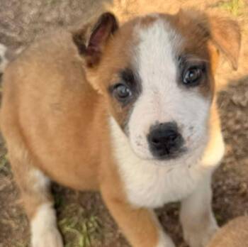 Australian Cattle Dog Blue Heeler Dogs Available for Adoption - Irvin | PetCurious