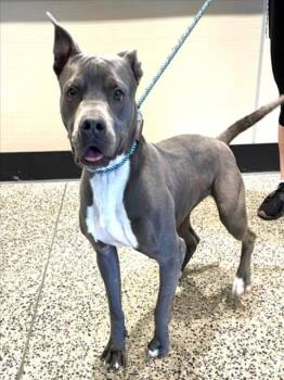 RAYA -  Pit Bull Terrier Dog Available for Adoption in Tracy, California - RAYA | PetCurious