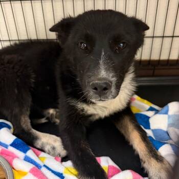 Diva -  Cattle Dog and Mixed Breed Dog for Adoption in Flagstaff, Arizona - Diva | PetCurious