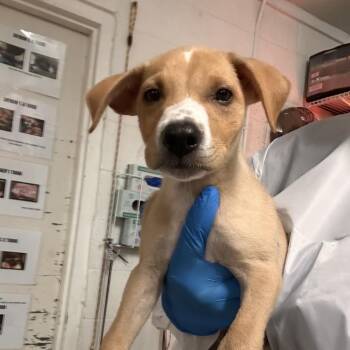 Earl -  Shepherd and Mixed Breed Dog for Adoption in Edinburg, Texas - Earl | PetCurious