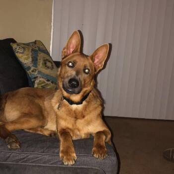 Belgian Shepherd Malinois Dogs Available for Adoption in Reno, Nevada - Tobi | PetCurious