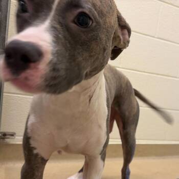Diamond -  Mixed Breed Dog for Adoption in Asheville, North Carolina - Diamond | PetCurious