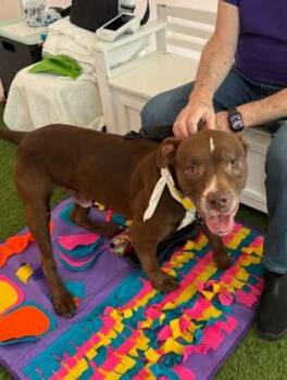S/C Joy -  Labrador Retriever and Mixed Breed Dog for Adoption in North Miami Beach, Florida - S/C Joy | PetCurious