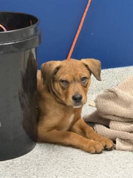 A185640 -  Pit Bull Terrier and Mixed Breed Dog for Adoption in Pasadena, Texas - A185640 | PetCurious