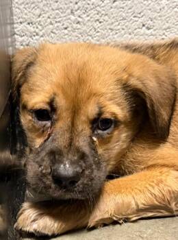 Mixed Breed Dogs Available for Adoption - Frankie | PetCurious