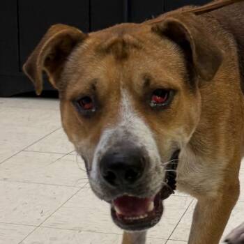 Rescue Mixed Breed Dogs for Adoption in Jacksonville, Arkansas - Silas | PetCurious