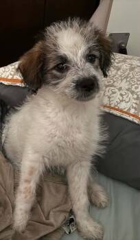 Pomeranian and Mixed Breed Dogs Available for Adoption in Twin Lakes, Wisconsin - #262 Wayland | PetCurious