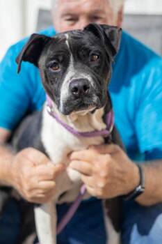 Hollie -  Mixed Breed Dog for Adoption in Chamblee, Georgia - Hollie | PetCurious