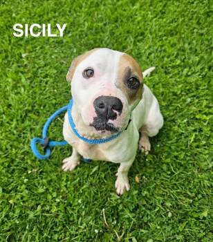 Mixed Breed Dogs Available for Adoption in Flint, Michigan - Sicily | PetCurious