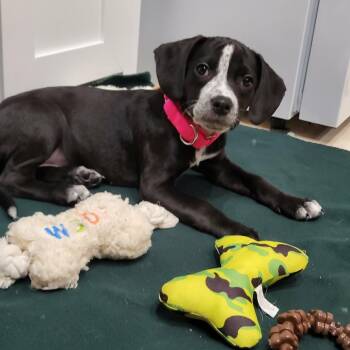 Joleen -  Pointer and Mixed Breed Dog for Adoption in Jarrettsville, Maryland - Joleen | PetCurious