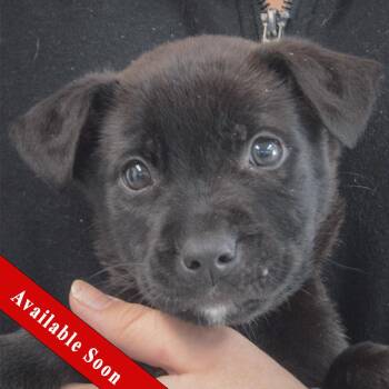 Black Labrador Retriever and Patterdale Terrier Fell Terrier Dogs Available for Adoption in Huntley, Illinois - Jake | PetCurious