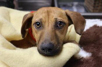 GEORGIA -  Mixed Breed Dog Available for Adoption in Columbia, South Carolina - GEORGIA | PetCurious