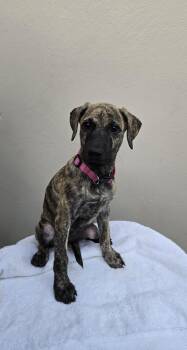 Doris -  Shepherd and Labrador Retriever Dog for Adoption in Albion, New York - Doris | PetCurious